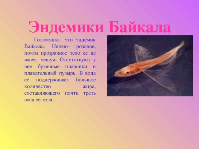 Эндемики Байкала  Голомянка- это эндемик Байкала. Нежно- розовое, почти прозрачное тело ее не имеет чешуи. Отсутствуют у нее брюшные плавники и плавательный пузырь. В воде ее поддерживает большое количество жира, составляющего почти треть веса ее тела.