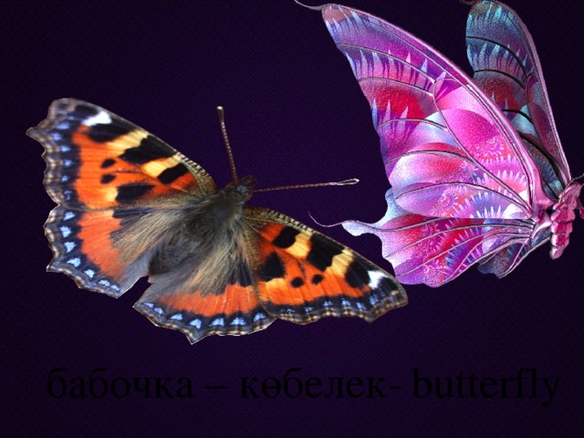 бабочка – көбелек-  butterfly
