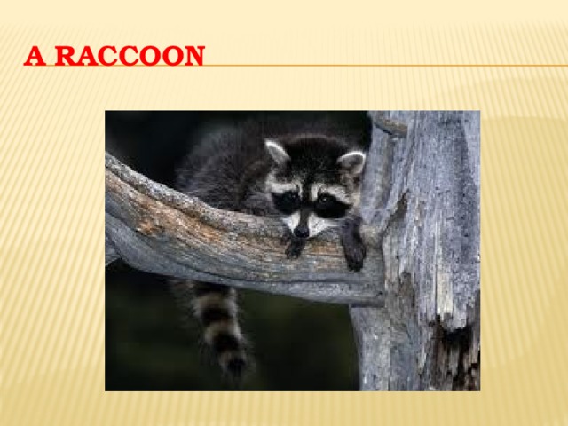 a raccoon