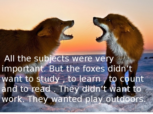 All the subjects were very important. But the foxes didn’t want to study , to learn , to count and to read . They didn’t want to work. They wanted play outdoors.