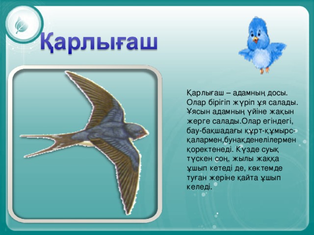 Қарлығаш – адамның досы. Олар бірігіп жүріп ұя салады. Ұясын адамның үйіне жақын жерге салады.Олар егіндегі, бау-бақшадағы құрт-құмырс- қалармен,бунақденелілермен қоректенеді. Күзде суық түскен соң, жылы жаққа ұшып кетеді де, көктемде туған жеріне қайта ұшып келеді.