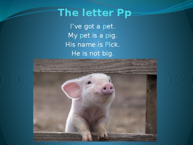 The letter Pp   I’ve got a p et. My p et is a p ig. His name is P ick. He is not big.