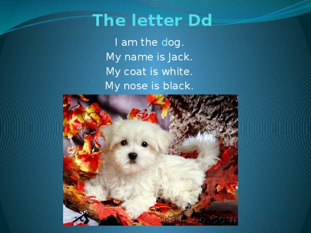 The letter Dd   I am the d og. My name is Jack. My coat is white. My nose is black.