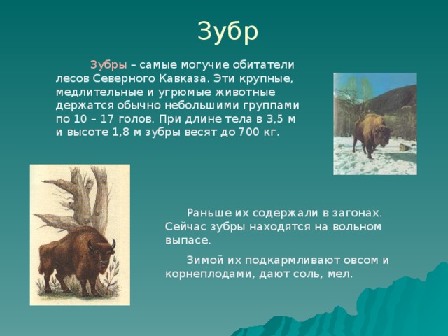 Зубр Зубры – самые могучие обитатели лесов Северного Кавказа. Эти крупные, медлительные и угрюмые животные держатся обычно небольшими группами по 10 – 17 голов. При длине тела в 3,5 м и высоте 1,8 м зубры весят до 700 кг. Раньше их содержали в загонах. Сейчас зубры находятся на вольном выпасе. Зимой их подкармливают овсом и корнеплодами, дают соль, мел.