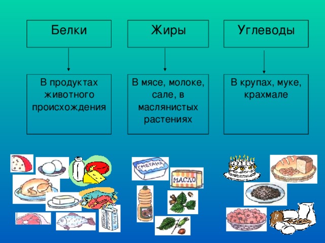 Белки В продуктах животного происхождения Жиры Углеводы В мясе, молоке, сале, в маслянистых растениях В крупах, муке, крахмале