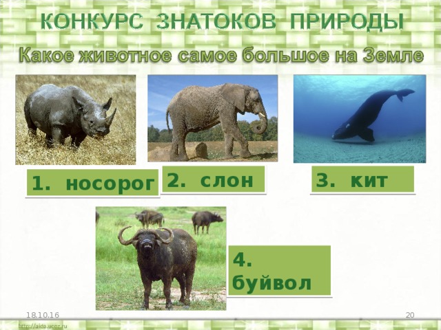 2. слон 3. кит 1. носорог 4. буйвол 18.10.16 15