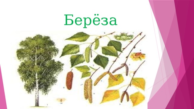 Берёза