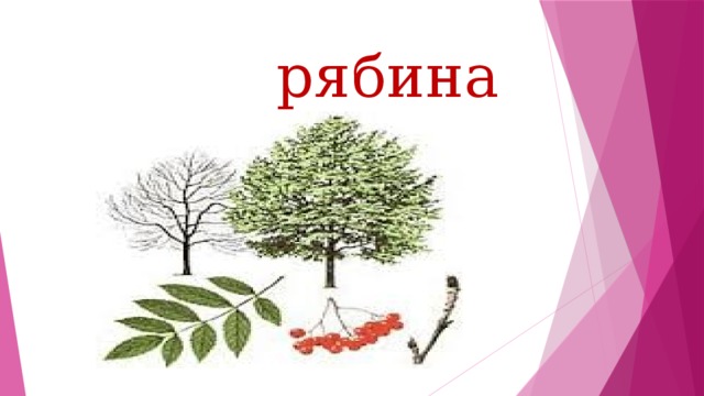 рябина