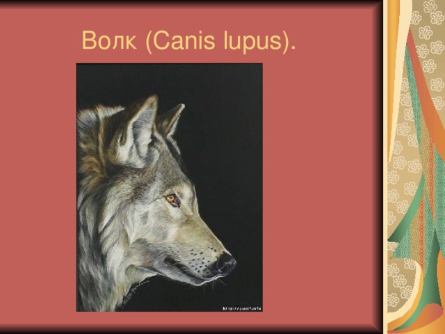 Волк ( Canis lupus ).