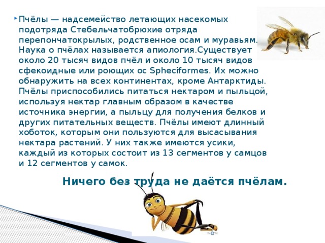 Пчёлы — надсемейство летающих насекомых подотряда Стебельчатобрюхие отряда перепончатокрылых, родственное осам и муравьям. Наука о пчёлах называется апиология.Существует около 20 тысяч видов пчёл и около 10 тысяч видов сфекоидные или роющих ос Spheciformes. Их можно обнаружить на всех континентах, кроме Антарктиды. Пчёлы приспособились питаться нектаром и пыльцой, используя нектар главным образом в качестве источника энергии, а пыльцу для получения белков и других питательных веществ. Пчёлы имеют длинный хоботок, которым они пользуются для высасывания нектара растений. У них также имеются усики, каждый из которых состоит из 13 сегментов у самцов и 12 сегментов у самок. 