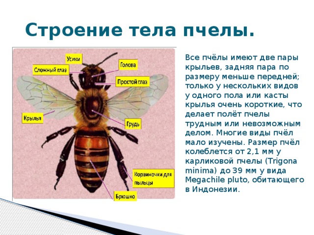 Строение тела пчелы. Все пчёлы имеют две пары крыльев, задняя пара по размеру меньше передней; только у нескольких видов у одного пола или касты крылья очень короткие, что делает полёт пчелы трудным или невозможным делом. Многие виды пчёл мало изучены. Размер пчёл колеблется от 2,1 мм у карликовой пчелы (Trigona minima) до 39 мм у вида Megachile pluto, обитающего в Индонезии.
