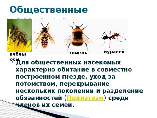 Общественные насекомые. муравей шмель пчёлы осы