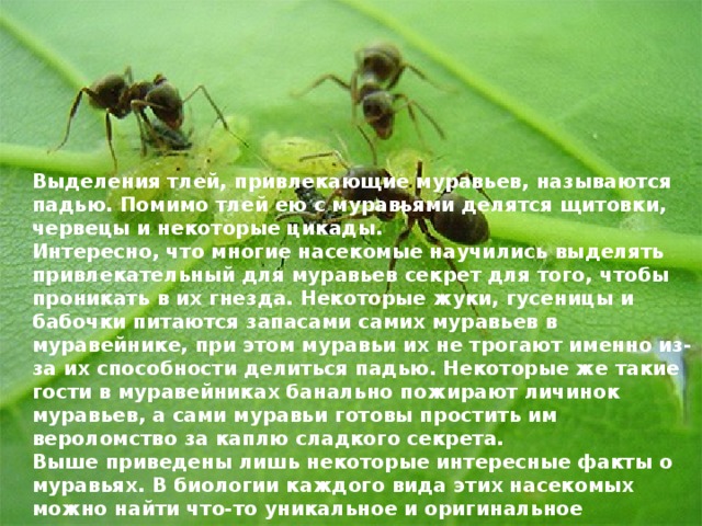 . Выделения тлей, привлекающие муравьев, называются падью. Помимо тлей ею с муравьями делятся щитовки, червецы и некоторые цикады. Интересно, что многие насекомые научились выделять привлекательный для муравьев секрет для того, чтобы проникать в их гнезда. Некоторые жуки, гусеницы и бабочки питаются запасами самих муравьев в муравейнике, при этом муравьи их не трогают именно из-за их способности делиться падью. Некоторые же такие гости в муравейниках банально пожирают личинок муравьев, а сами муравьи готовы простить им вероломство за каплю сладкого секрета. Выше приведены лишь некоторые интересные факты о муравьях. В биологии каждого вида этих насекомых можно найти что-то уникальное и оригинальное