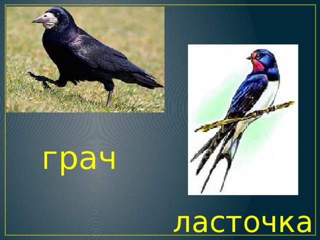 грач ласточка