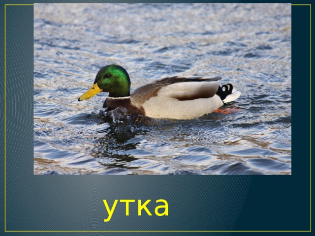 утка