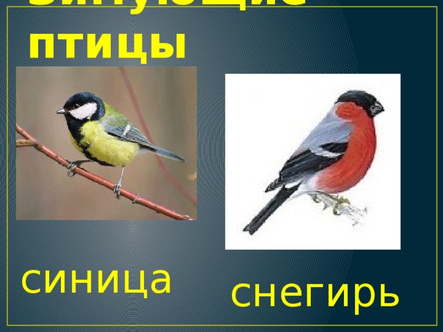 Зимующие птицы синица снегирь