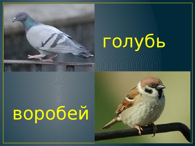 голубь воробей