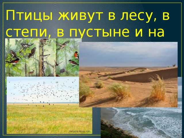 Птицы живут в лесу, в степи, в пустыне и на берегу моря .