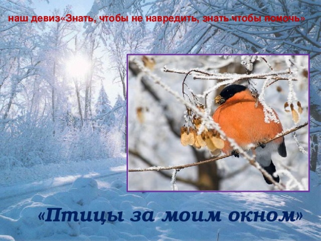 наш девиз«Знать, чтобы не навредить, знать чтобы помочь» «Птицы за моим окном»