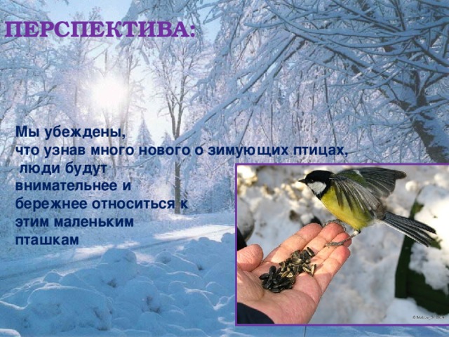 ПЕРСПЕКТИВА: Мы убеждены, что узнав много нового о зимующих птицах,  люди будут внимательнее и бережнее относиться к этим маленьким пташкам