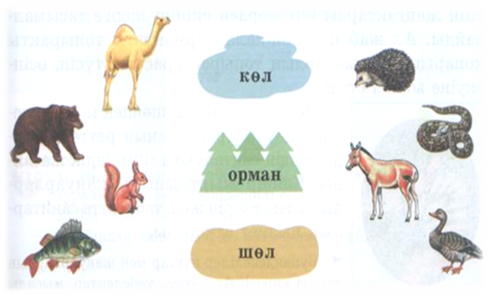 Жануарлар систематика презентация