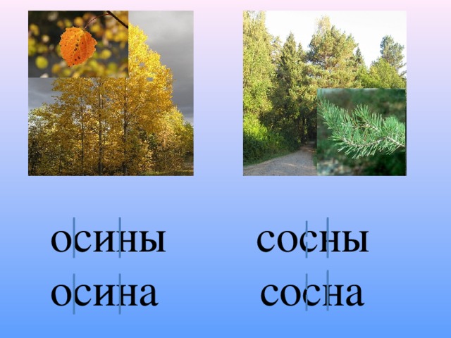 осины сосны осина сосна