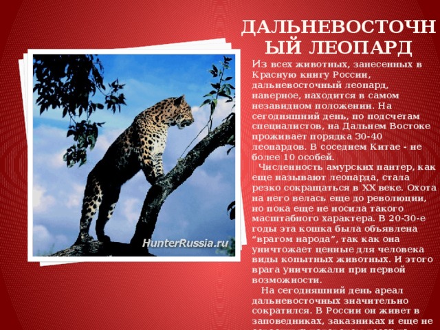 Презентация про леопарда из красной книги