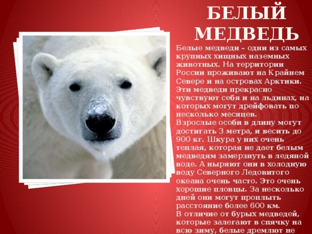 Белый медведь Белые медведи – одни из самых крупных хищных наземных животных. На территории России проживают на Крайнем Севере и на островах Арктики. Эти медведи прекрасно чувствуют себя и на льдинах, на которых могут дрейфовать по несколько месяцев. Взрослые особи в длину могут достигать 3 метра, и весить до 900 кг. Шкура у них очень теплая, которая не дает белым медведям замерзнуть в ледяной воде. А ныряют они в холодную воду Северного Ледовитого океана очень часто. Это очень хорошие пловцы. За несколько дней они могут проплыть расстояние более 600 км. В отличие от бурых медведей, которые залегают в спячку на всю зиму, белые дремлют не более двух месяцев в год. Только разве что беременные медведицы проводят в берлоге около 90 дней.