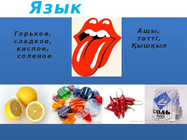 Язык         Ащы, тәтті, Ащы, тәтті, Қышқыл Қышқыл   Горькое, Горькое, сладкое, сладкое, кислое, кислое, соленое соленое