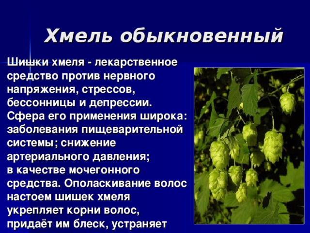 Хмель обыкновенный Шишки хмеля - лекарственное средство против нервного напряжения, стрессов, бессонницы и депрессии. Сфера его применения широка: заболевания пищеварительной системы; снижение артериального давления; в качестве мочегонного средства. Ополаскивание волос настоем шишек хмеля укрепляет корни волос, придаёт им блеск, устраняет перхоть.