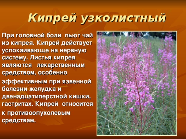 Кипрей узколистный При головной боли пьют чай из кипрея. Кипрей действует успокаивающе на нервную систему. Листья кипрея являются лекарственным средством, особенно эффективным при язвенной болезни желудка и двенадцатиперстной кишки, гастритах. Кипрей относится к противоопухолевым средствам.