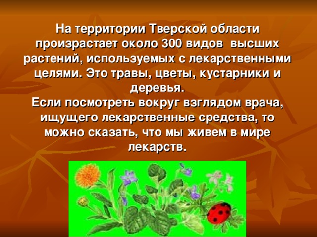 На территории Тверской области произрастает около 300 видов высших растений, используемых с лекарственными целями. Это травы, цветы, кустарники и деревья. Если посмотреть вокруг взглядом врача, ищущего лекарственные средства, то можно сказать, что мы живем в мире лекарств.