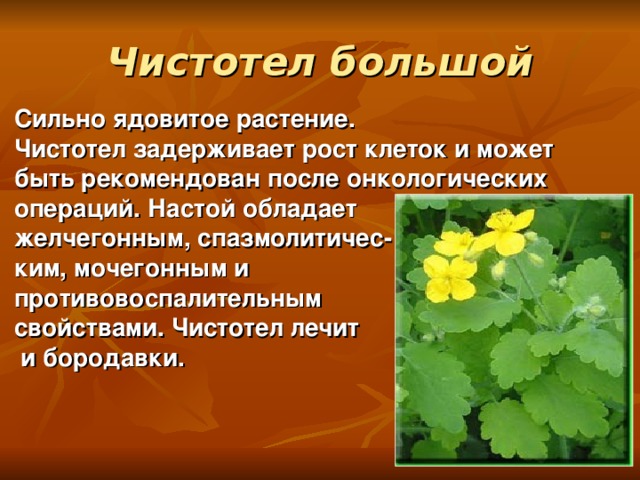 Чистотел большой Сильно ядовитое растение. Чистотел задерживает рост клеток и может быть рекомендован после онкологических операций. Настой обладает желчегонным, спазмолитичес- ким, мочегонным и противовоспалительным свойствами. Чистотел лечит  и бородавки.