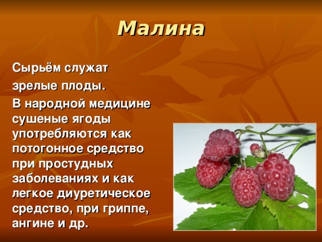 Малина Сырьём служат зрелые плоды. В народной медицине сушеные ягоды употребляются как потогонное средство при простудных заболеваниях и как легкое диуретическое средство, при гриппе, ангине и др.