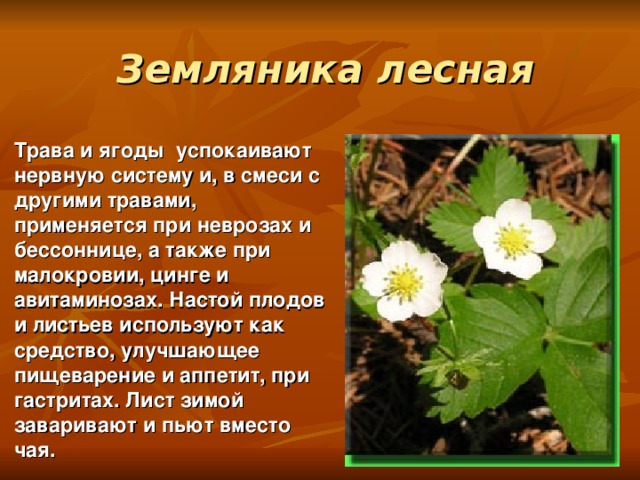 Растения псковской области фото и описание