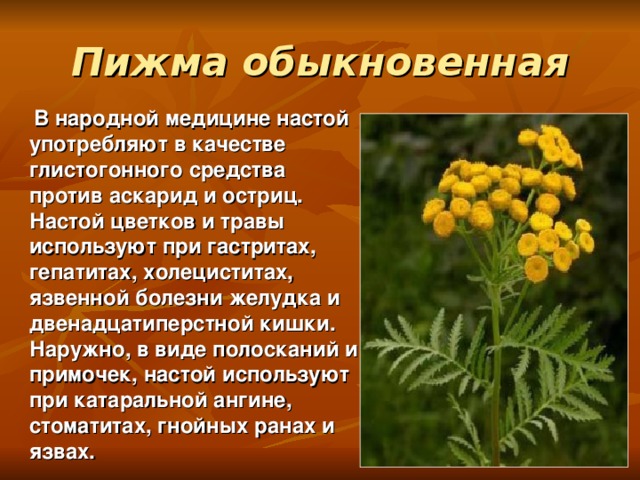 Пижма обыкновенная  В народной медицине настой употребляют в качестве глистогонного средства против аскарид и остриц. Настой цветков и травы используют при гастритах, гепатитах, холециститах, язвенной болезни желудка и двенадцатиперстной кишки. Наружно, в виде полосканий и примочек, настой используют при катаральной ангине, стоматитах, гнойных ранах и язвах.