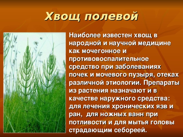 Хвощ полевой Наиболее известен хвощ в народной и научной медицине как мочегонное и противовоспалительное средство при заболеваниях почек и мочевого пузыря, отеках различной этиологии. Препараты из растения назначают и в качестве наружного средства: для лечения хронических язв и ран, для ножных ванн при потливости и для мытья головы страдающим себореей.