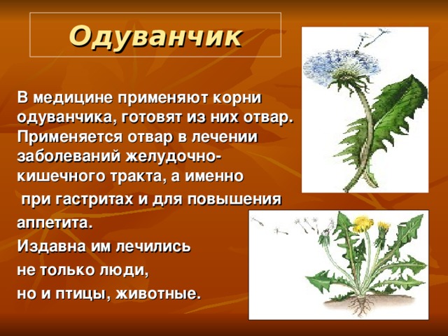 Одуванчик  В медицине применяют корни одуванчика, готовят из них отвар. Применяется отвар в лечении заболеваний желудочно-кишечного тракта, а именно  при гастритах и для повышения аппетита. Издавна им лечились не только люди, но и птицы, животные.