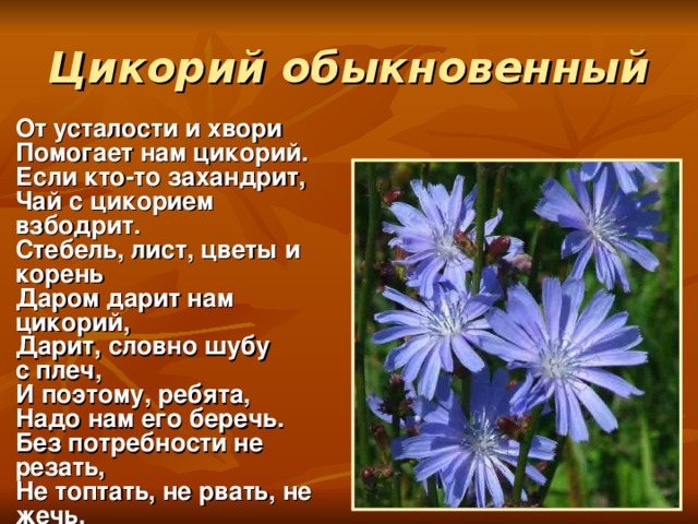 Цикорий обыкновенный От усталости и хвори Помогает нам цикорий. Если кто-то захандрит, Чай с цикорием взбодрит. Стебель, лист, цветы и корень Даром дарит нам цикорий, Дарит, словно шубу с плеч, И поэтому, ребята, Надо нам его беречь. Без потребности не резать, Не топтать, не рвать, не жечь.