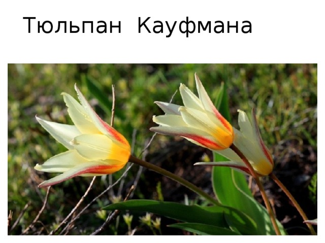 Тюльпан Кауфмана