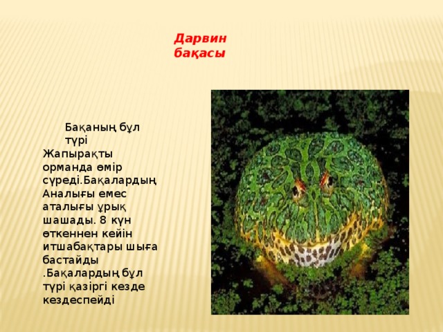 Дарвин бақасы Бақаның бұл түрі Жапырақты орманда өмір сүреді.Бақалардың Аналығы емес аталығы ұрық шашады. 8 күн өткеннен кейін итшабақтары шыға бастайды .Бақалардың бұл түрі қазіргі кезде кездеспейді