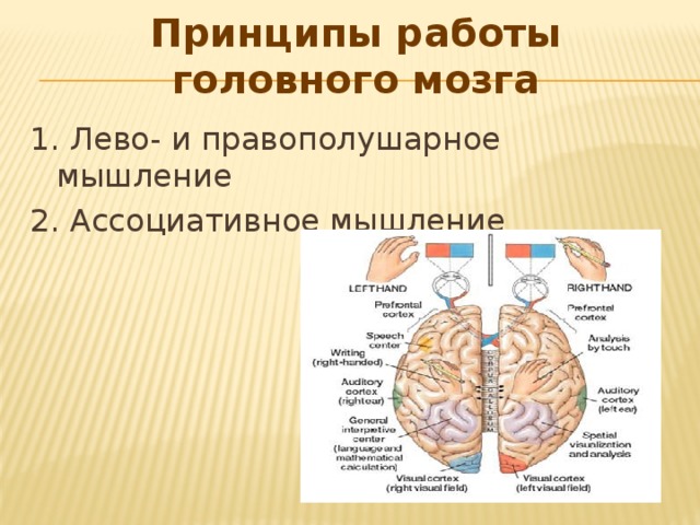 Принципы работы головного мозга 1. Лево- и правополушарное мышление 2. Ассоциативное мышление