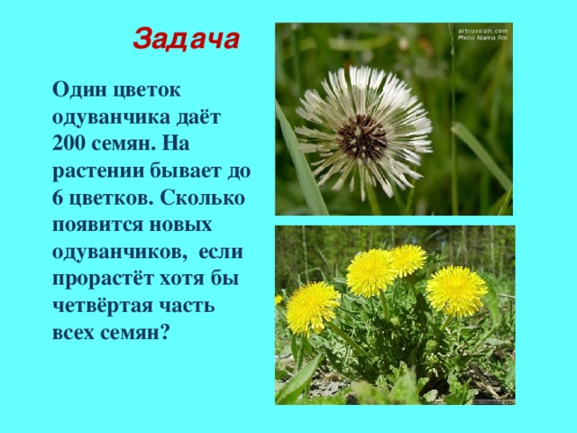 Задача Один цветок одуванчика даёт 200 семян. На растении бывает до 6 цветков. Сколько появится новых одуванчиков, если прорастёт хотя бы четвёртая часть всех семян?