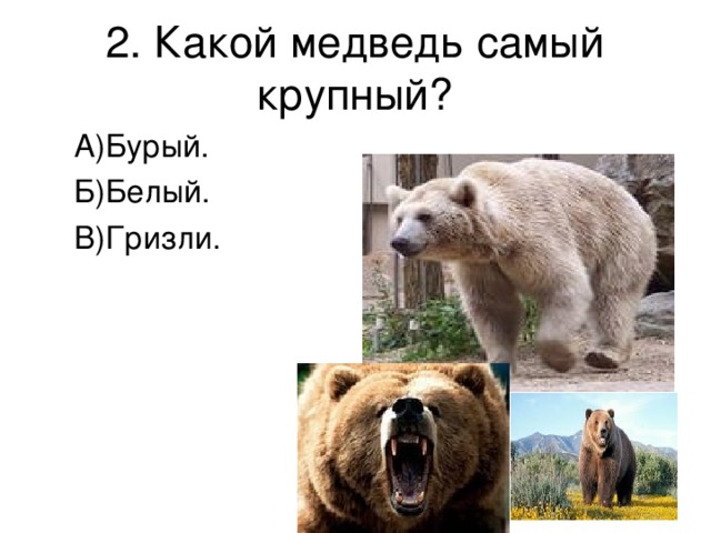 2. Какой медведь самый крупный? А)Бурый. Б)Белый. В)Гризли.