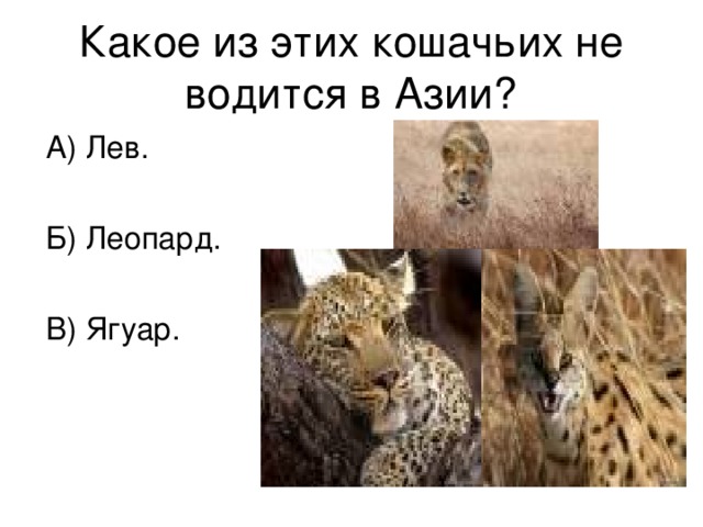 Какое из этих кошачьих не водится в Азии? А) Лев. Б) Леопард. В) Ягуар.