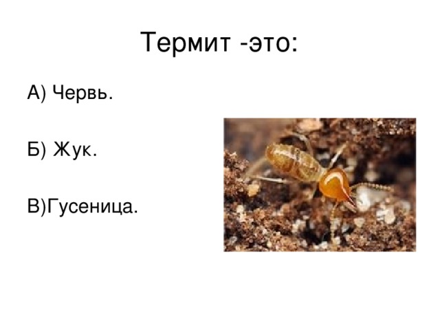 Термит -это: А) Червь. Б) Жук. В)Гусеница.