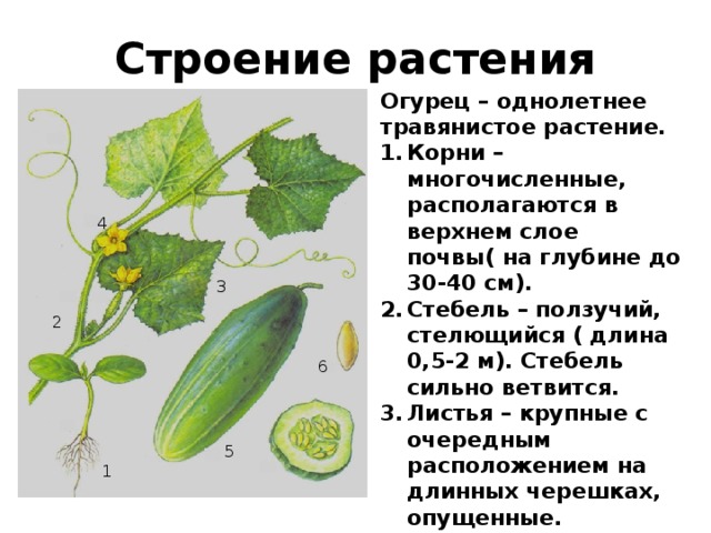 Строение растения Огурец – однолетнее травянистое растение. Корни – многочисленные, располагаются в верхнем слое почвы( на глубине до 30-40 см). Стебель – ползучий, стелющийся ( длина 0,5-2 м). Стебель сильно ветвится. Листья – крупные с очередным расположением на длинных черешках, опущенные. В пазухах образуются боковые побеги, усики, придаточные корни и цветки. Плод – многосемянная ложная ягода. Семена – кожистые продолговатовальной формы, желтовато-кремовой окраски 4 3 2 6 5 1 14
