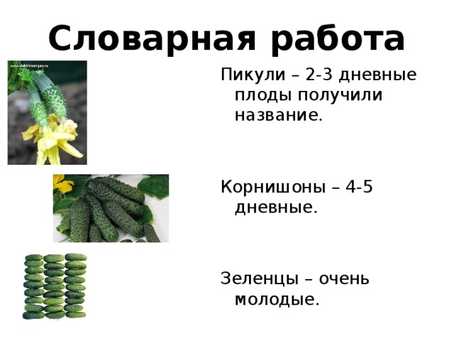Словарная работа Пикули – 2-3 дневные плоды получили название. Корнишоны – 4-5 дневные. Зеленцы – очень молодые.
