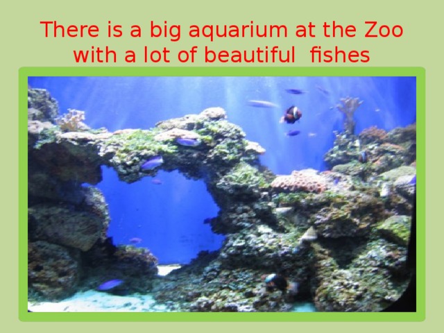 There is a big aquarium at the Zoo with a lot of beautiful fishes