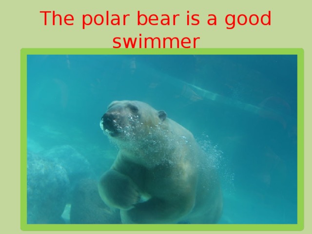 The polar bear is a good swimmer